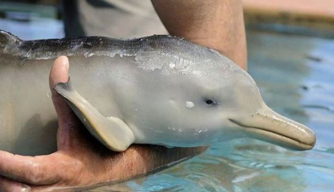 Un delfin abandonat, în stare jalnică, a fost găsit într-un acvariu părăsit - picturesoflittledolphen28574100-1535527655.jpg