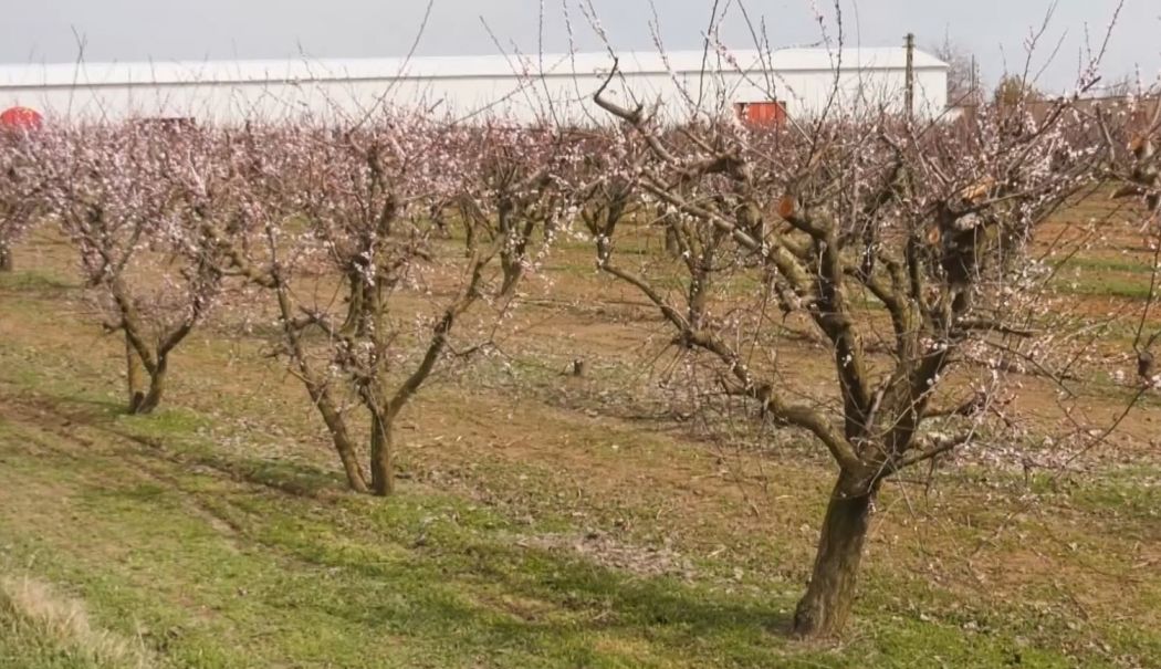 Piersici și caise, mai scumpe sau din import. Schimbările de temperatură au afectat pomii