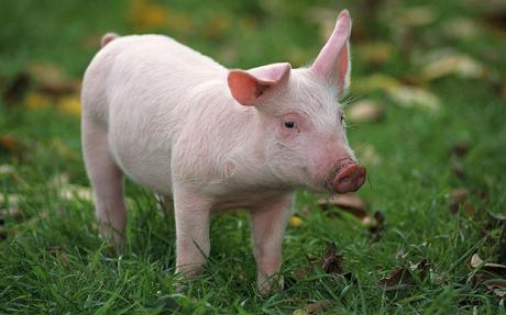 Reguli noi în coteț: porcul autohton va fi ferit de zgomote puternice, curent și întuneric - pig11204022c-1330185206.jpg