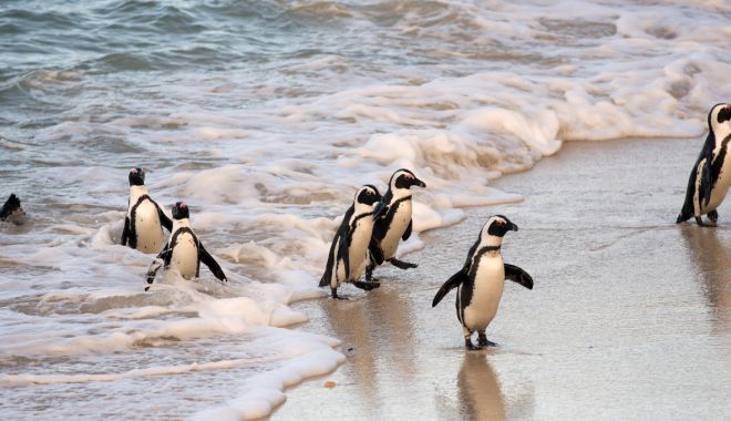Pinguinii africani, periclitaţi de zgomotele navelor în Golful Algoa - pinguiniafricani-1660740744.jpg