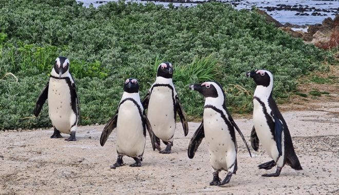 Cel puţin 28 de pinguini au murit de gripă aviară în colonia Boulders din Cape Town - pinguinimorti-1664803483.jpg