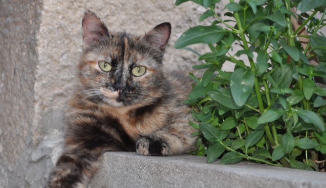 Veterinarul pe recepție - pisic-1318788854.jpg