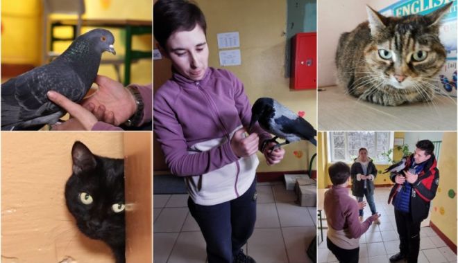 O refugiată din Irpin a fugit din calea bombardamentelor cu 5 pisici, un corb şi un porumbel: 