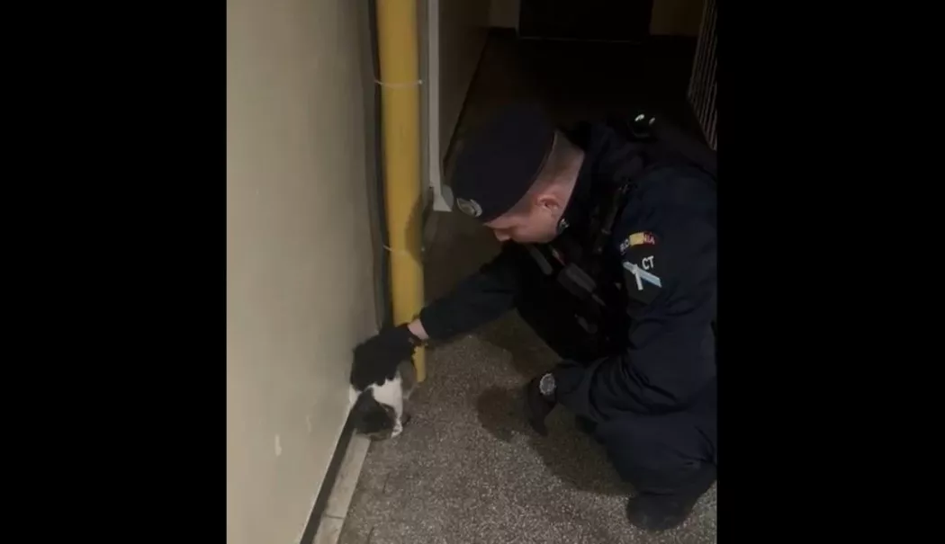 Jandarmii constănțeni au intervenit pentru a îndepărta o pisică agresivă - pisica-bun-1769424319.webp