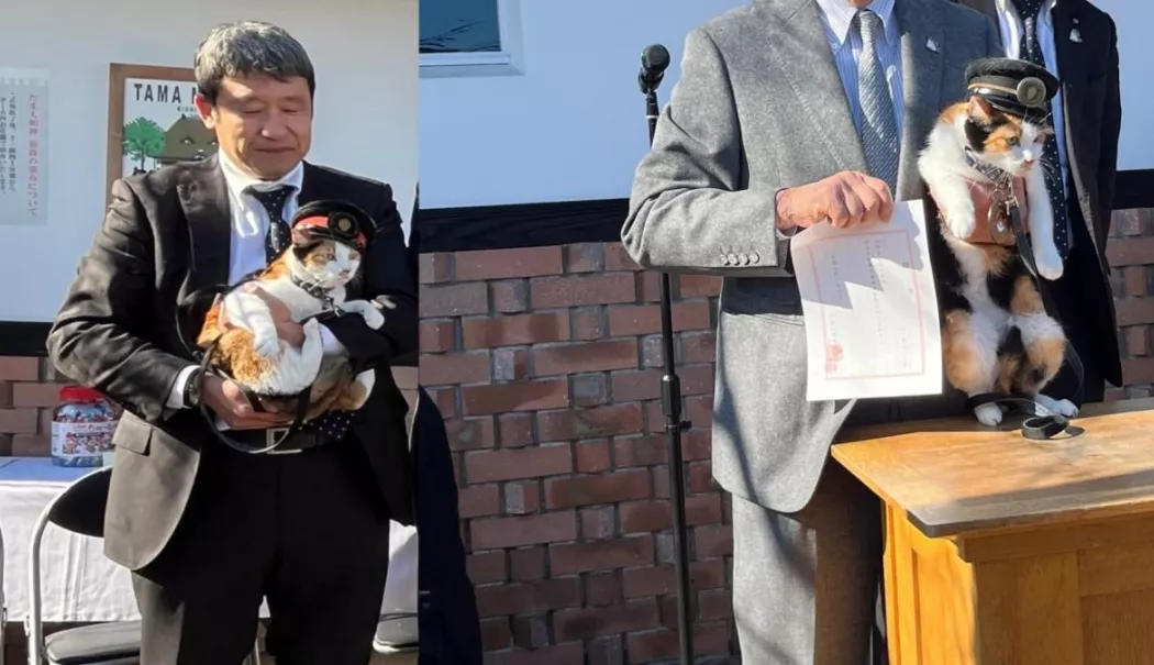 O pisică calico, numită 