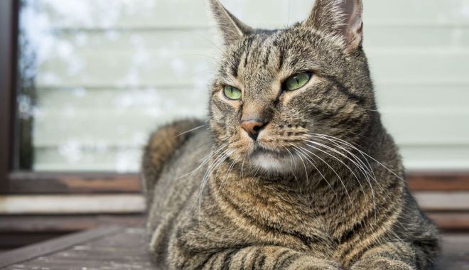 Primul caz de animal infectat cu Covid-19. Ce simptome are - pisica2-1595860589.jpg
