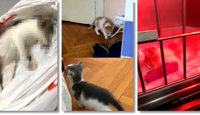 Tânărul acuzat că a omorât pisici adoptate A RECUNOSCUT TOTUL - pisici-1529498050.jpg