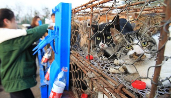 VIDEO ȘOCANT: 500 de pisici, îndesate în cuști de fier și saci. Felinele urmau să fie mâncate! - pisiciincusti-1351865134.jpg
