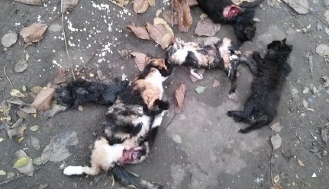 MASACRU în zona Abator: animale spintecate și cu organele scoase! - pisicimoarte1-1382707761.jpg