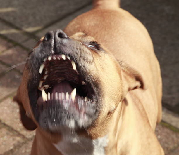 Copil omorât de doi câini! Mama a fost şi ea muşcată, încercând să-şi salveze micuţul - pitbull-copil-1713786765.jpg