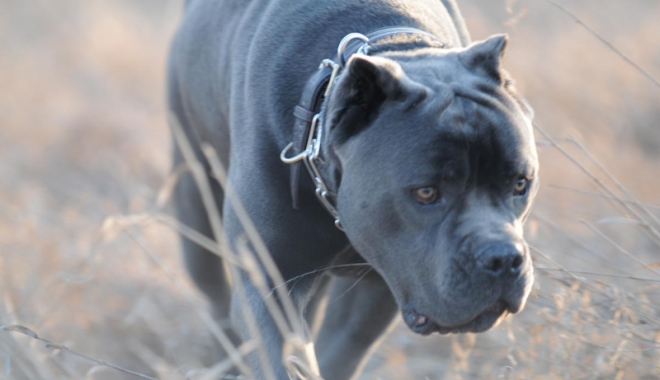 Pitbull ucis cu un topor, după ce a omorât  mai multe găini din curtea unui vecin - pitbull2-1479145090.jpg