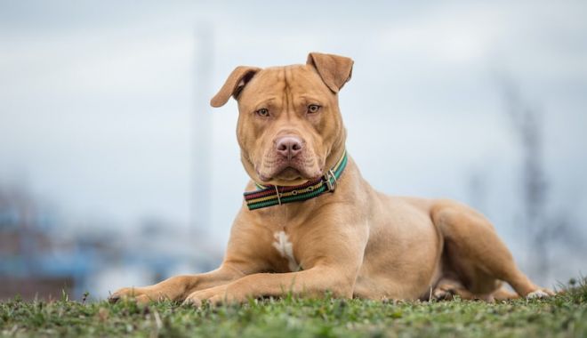 Întâmplare ÎNFIORĂTOARE! O fetiţă de 4 ani, atacată și mușcată de un pitbull - pitbull9-1637861926.jpg