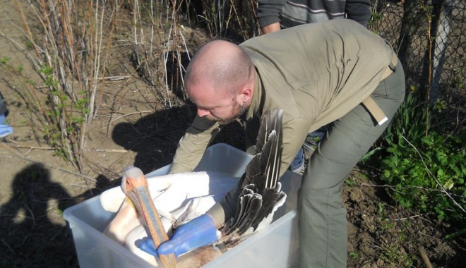 Peste 100 de animale sălbatice, salvate de Echipajul de Intervenție al 