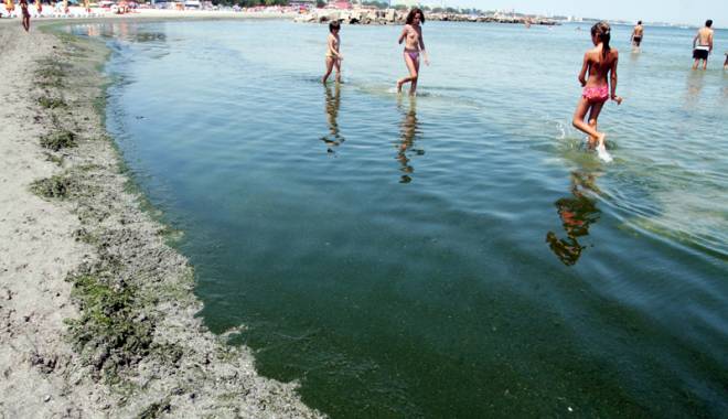 Plajele de pe litoral, invadate de alge. Turiștii, ținuți captivi la mal - plajeledepelitoral1-1434382690.jpg