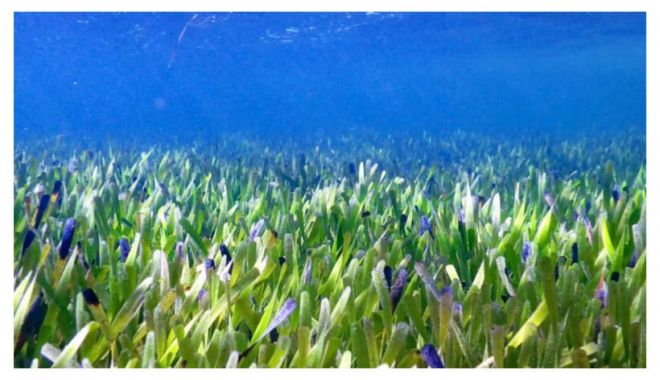 Cea mai mare plantă din lume, descoperită în largul coastei australiene - planta-1654096960.jpg