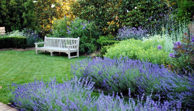 Grădina din plante  decorative albastre - plantaalbastre-1371653505.jpg