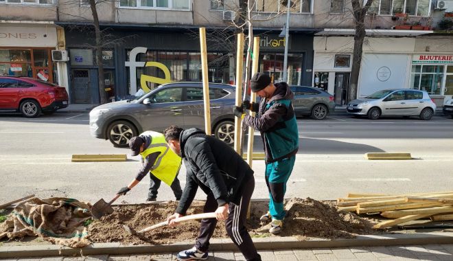 Peste 300 de arbori vor fi plantaţi în mai multe zone ale Constanţei - plantare1-1674136396.jpeg