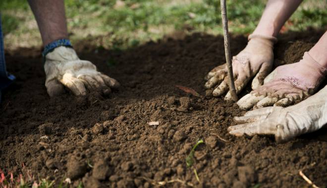 City Park Mall plantează copaci în parcul Tăbăcărie - plantarecopaci-1447768678.jpg