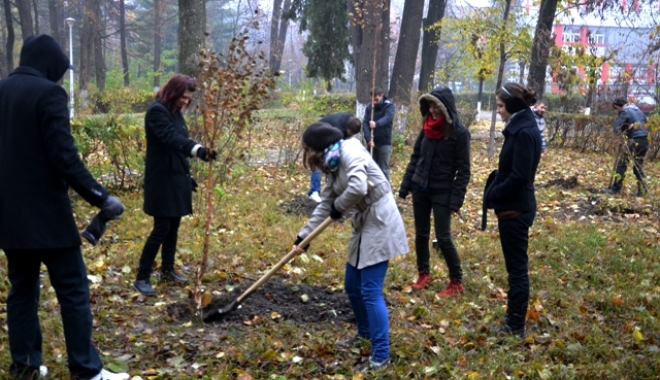 Tei, platani și arțari, plantați în mai multe zone din Constanța - plantarecopaci-1479999655.jpg