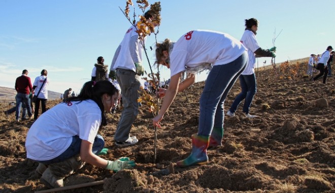 20.000 de puieți de salcâm, plantați de voluntari la Peștera - plantarecopaci1351717541-1385123085.jpg