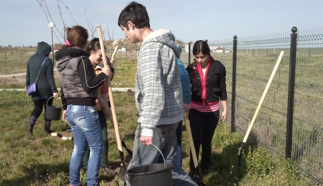 Tinerii din PSD Cumpăna au plantat copaci în localitate - plantarecopacicumpanaimg246-1366537980.jpg