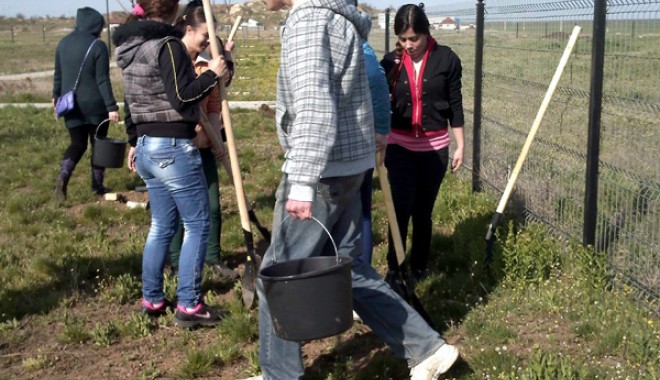 Tinerii din PSD Cumpăna au plantat copaci în localitate - plantarecopacicumpanaimg246-1366545272.jpg