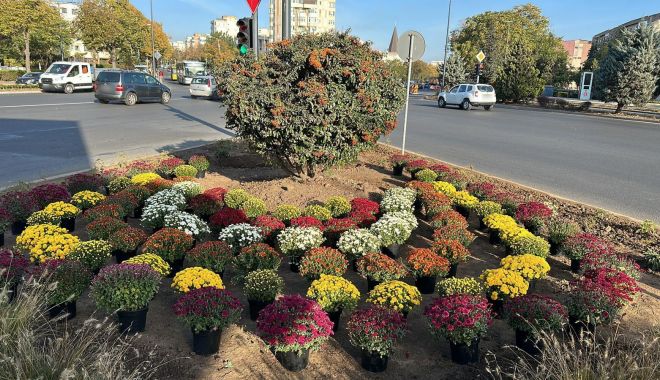 Plantările de crizanteme continuă, săptămâna aceasta, în Parcul Tăbăcărie