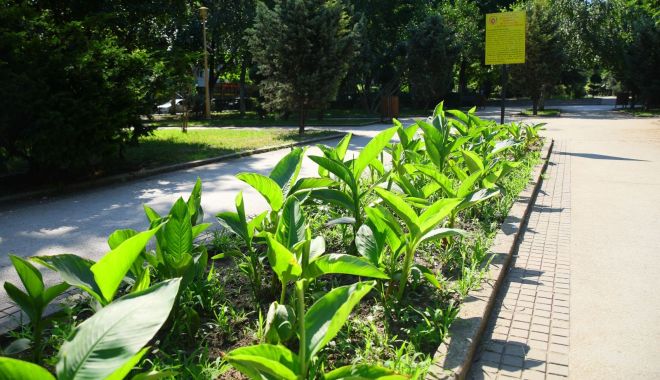 Spațiile verzi din oraș, în atenția administrației locale - plantari1-1593535921.jpg