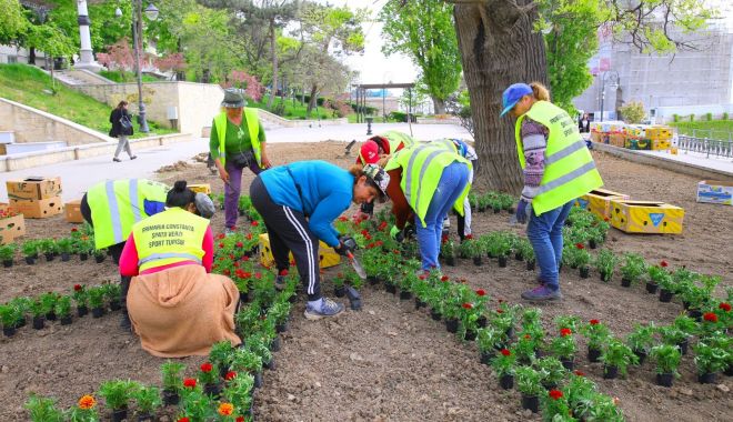 Mii de flori multicolore înveselesc faleza Cazinoului - plantari2-1652289857.jpg
