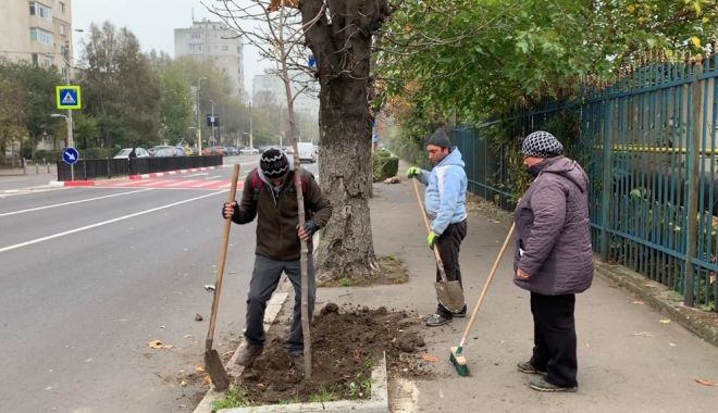 Administrația locală, plantări masive de arbori în Constanța - plantari4-1574788138.jpg