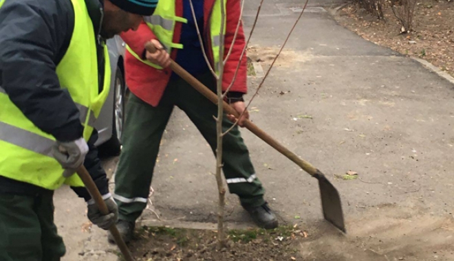 Tei, platani și arțari, plantați pe mai multe străzi din Constanța - plantariarbori-1482165506.jpg