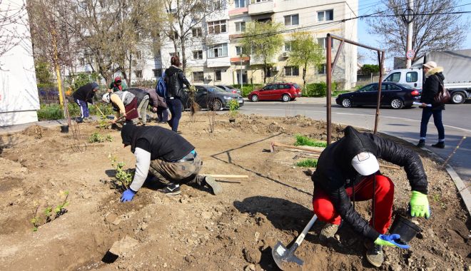 243 de arbuști ornamentali vor înfrumuseța municipiul Constanța. Iată zonele - plantariarbusti02045-1554292383.jpg