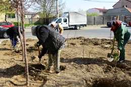 Arbuști ornamentali, în scuarurile  din Constanța - plantariarbusti2-1554224555.jpg
