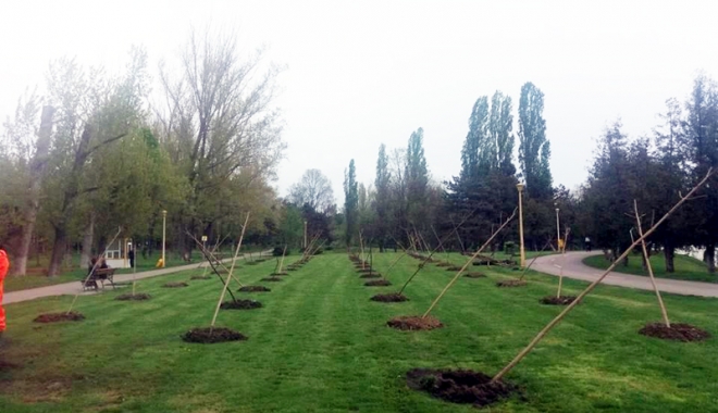 Elevii și voluntarii plantează copaci, de Ziua Pământului, la Constanța - plantaricopaci-1461256561.jpg