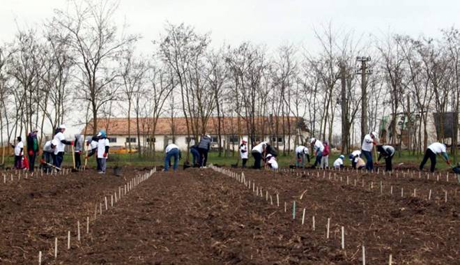 4.000 de copaci plantați de voluntari în Pădurea Valea Dacilor - plantaricopaci2-1458493516.jpg