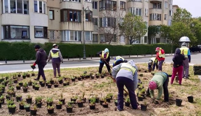 Plantări de primăvară, la Constanța - plantarideprimavara-1589478547.jpg