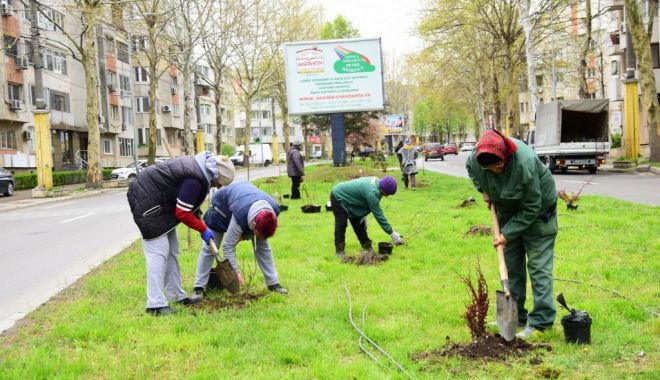 Plantări de toamnă, la Constanţa - plantaridetoamna-1606299812.jpg