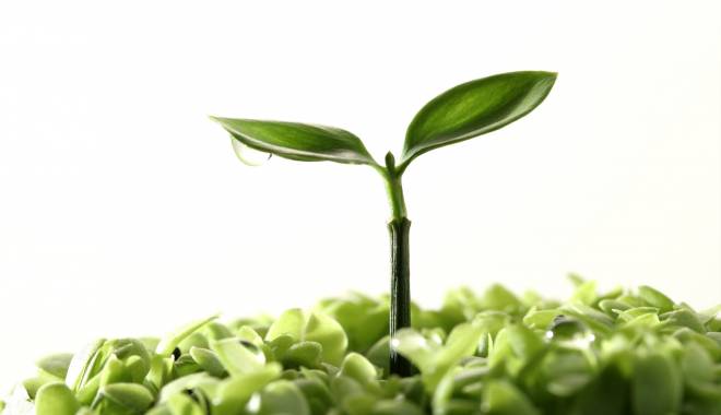 Ce plantă îți este benefică, în funcție de zodie - plante-1423655259.jpg