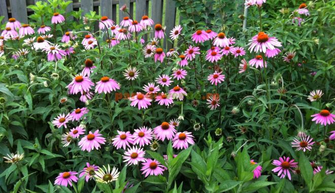 Plante medicinale recomandate pentru susţinerea sistemului imunitar - plante-1680083687.jpg