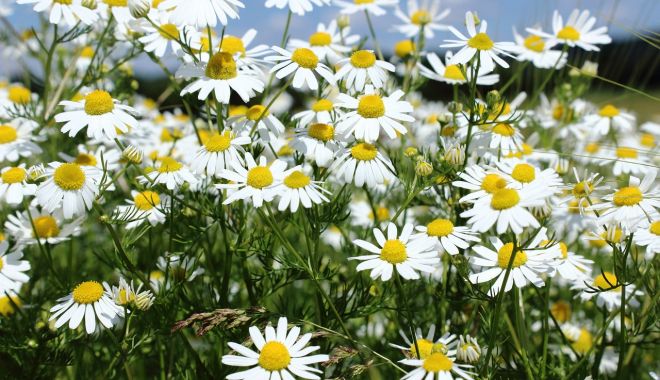 Mare atenţie de unde culegeţi plantele medicinale pentru ceaiuri! - plante-1686569756.jpg