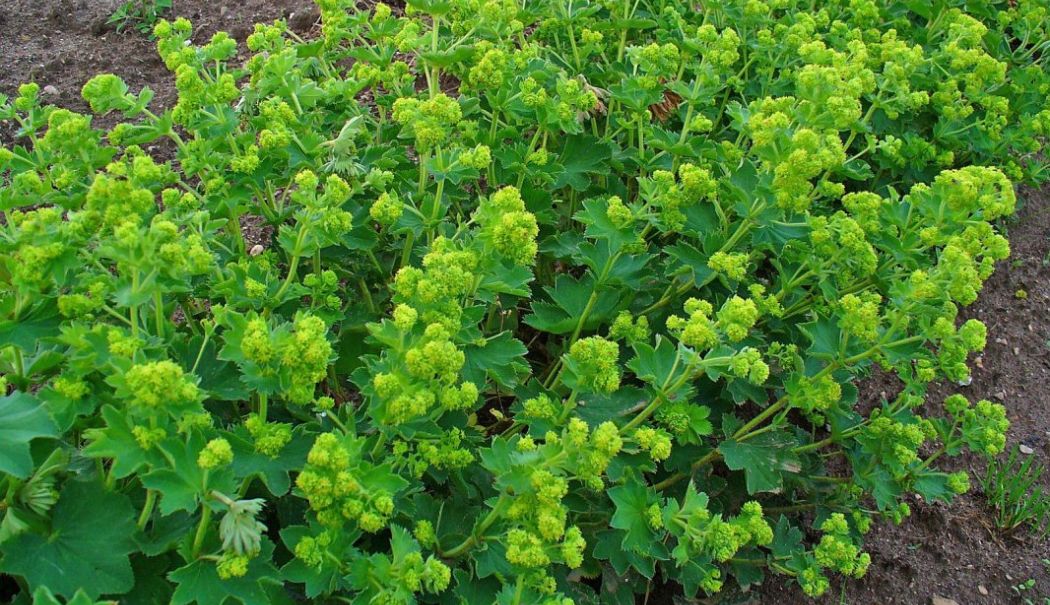 Plante care sunt folosite pentru atenuarea problemelor feminine - plante-1721214984.jpg