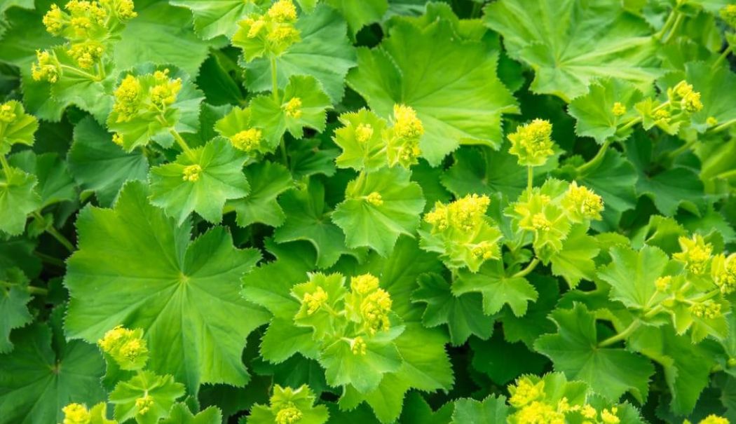Frunzele de crețișoară și urzică, plante recomandate pentru sănătatea femeilor - plante-1731589706.jpg