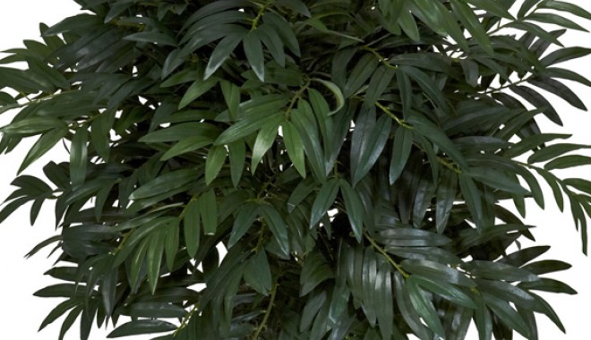 Plante care purifică aerul - plantecarepurificaaerul-1365435024.jpg