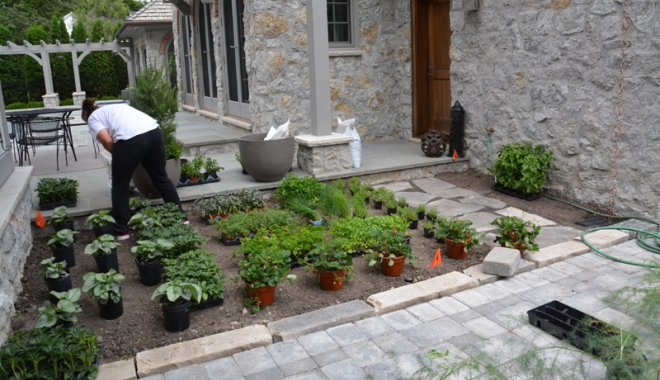Minunile naturii,  la temperaturi  cu minus. Șase plante care înfruntă  frigul iernii - plantecerezistalafrig-1485521243.jpg