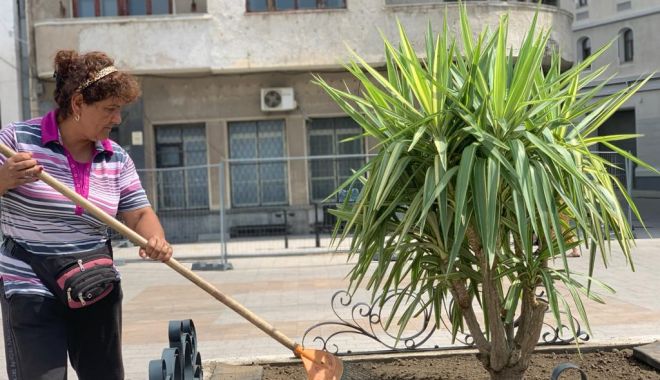Plante exotice, în Piața Ovidiu - planteexotice-1594922458.jpg