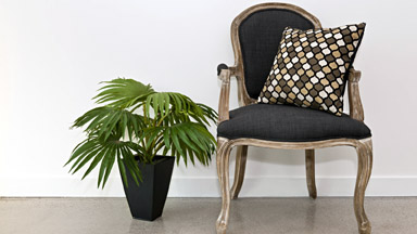 Plante care purifică aerul - plantepurificatoare-1381154188.jpg
