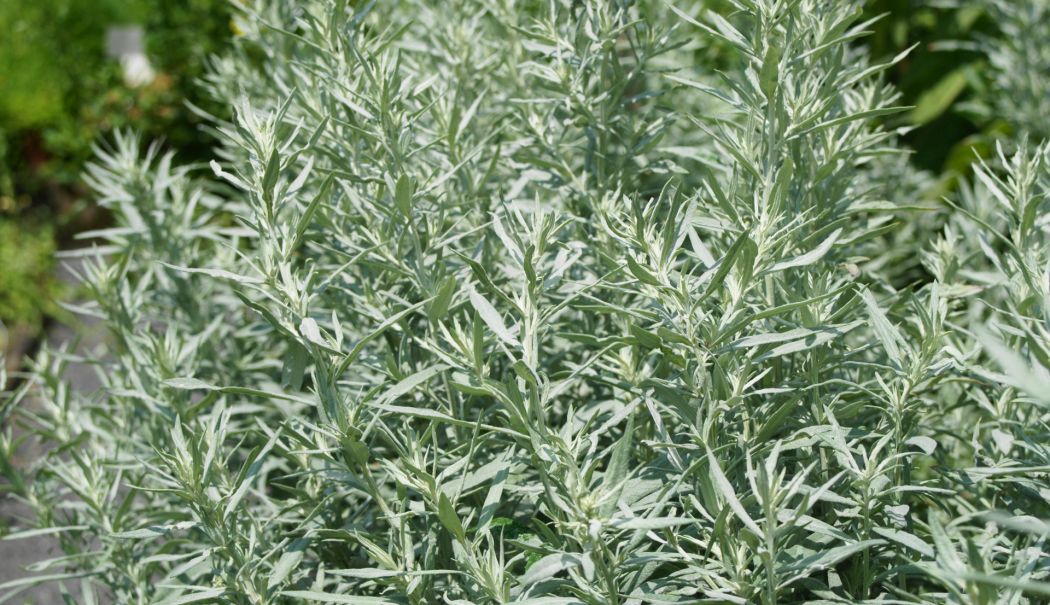 Pelinul, aliatul natural în combaterea durerilor articulare și musculare - plasturi-cu-pelin-1757588785.jpg