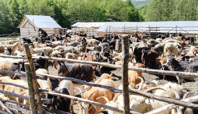 A început plata ajutorului pentru ameliorarea raselor - plataajutor-1624380703.jpg
