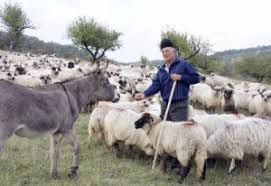 A început plata ajutorului de stat pentru crescătorii de animale - plataajutoruluidestat2510-1540472300.jpg