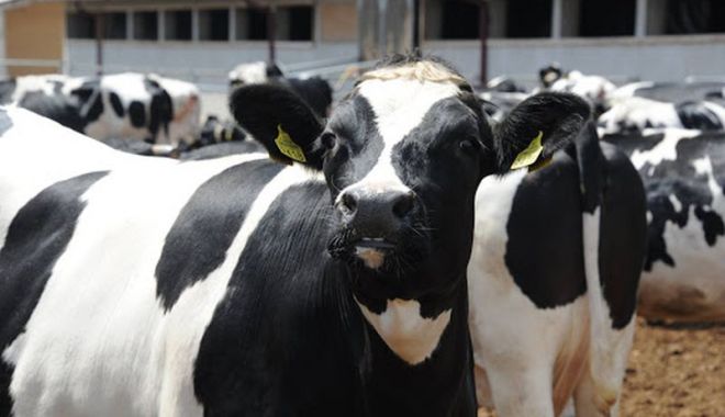 A început plata ajutorului de stat pentru crescătorii de animale - platafermierisursaagrostandard-1601463004.jpg